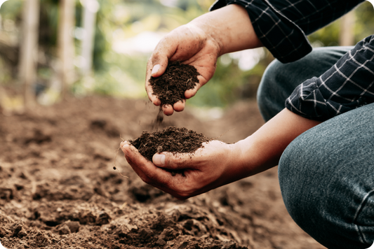 Probiotics for Soil: Replenishing Life Beneath Our Feet