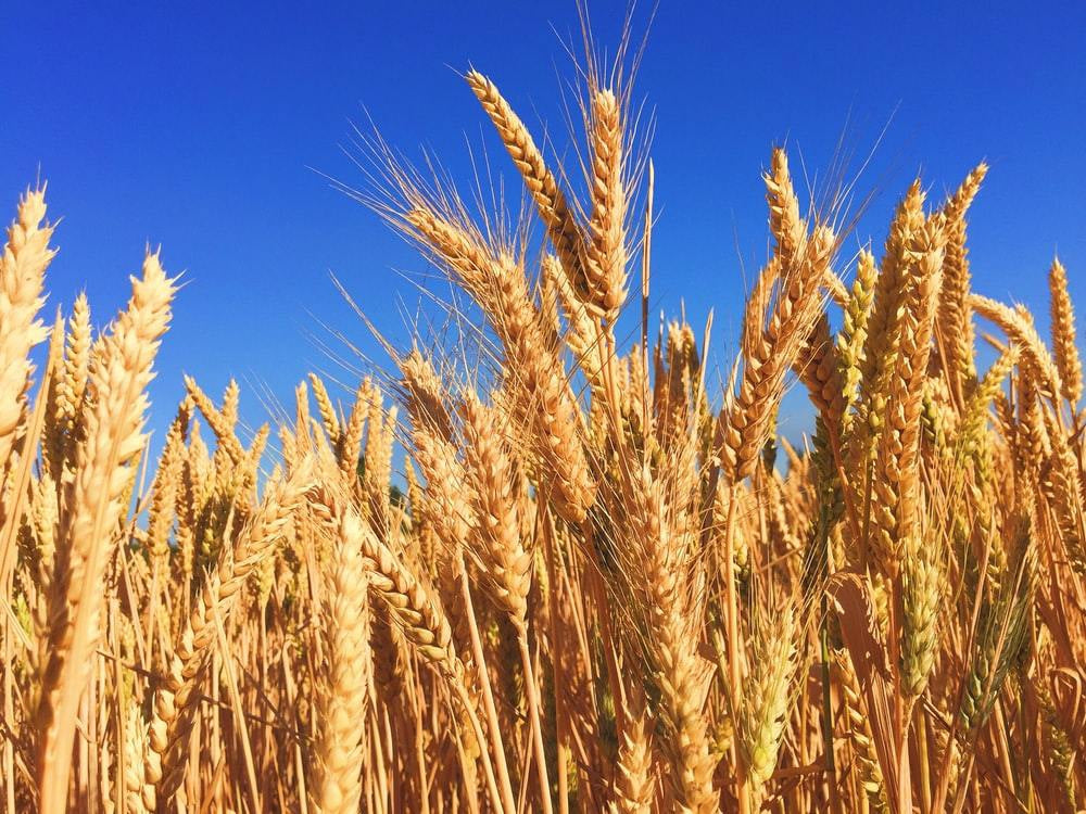 Should You Be Eating Wheat? Here's The Science...