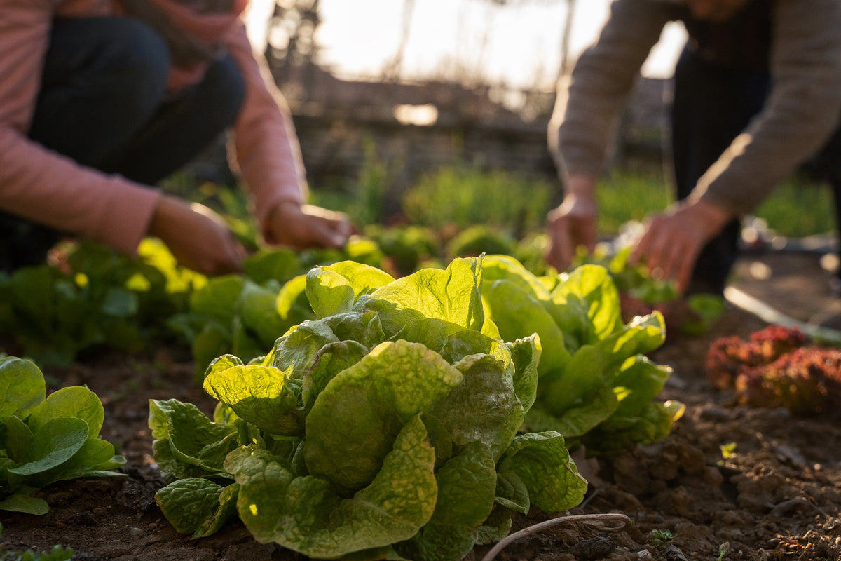 The Hidden Microbes Beneath Our Feet: How Soil Shapes Our Food, Gut, and Planet Health