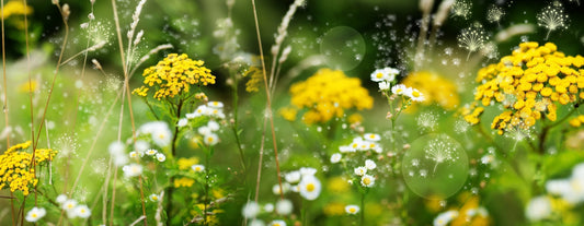 Allergies, Sensitivities, and Intolerances.