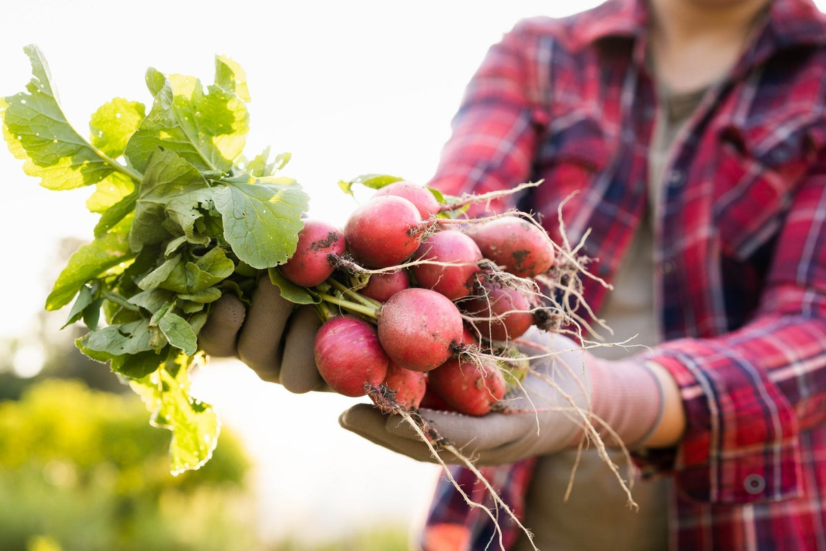 The Dirty Dozen and The Clean 15 - Making Organic Easy